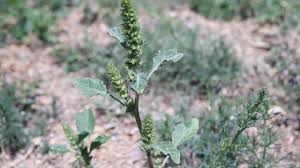 Attēlu rezultāti vaicājumam “Amaranthus retroflexus flower”