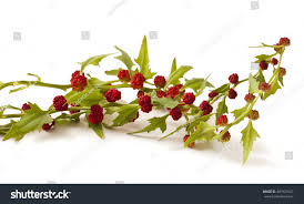 Attēlu rezultāti vaicājumam “Chenopodium foliosum”