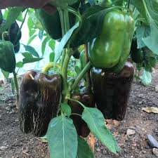 Afbeeldingsresultaat voor chocolate beauty sweet pepper