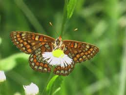 Attēlu rezultāti vaicājumam “Euphydryas maturna larva”