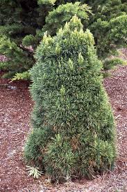 Attēlu rezultāti vaicājumam “Pinus sylvestris var. borussica”