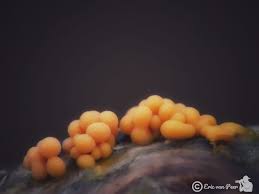 Attēlu rezultāti vaicājumam “Trichia varia young”