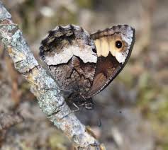 Attēlu rezultāti vaicājumam “Hipparchia alcyone underside”