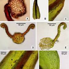 Attēlu rezultāti vaicājumam “Didymodon rigidulus sporophyte”