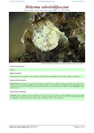 Attēlu rezultāti vaicājumam “Diderma subviridifuscum”