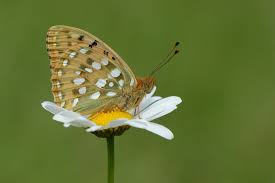 Attēlu rezultāti vaicājumam “Argynnis aglaja underside”