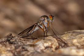 Attēlu rezultāti vaicājumam “Dolichopodidae”