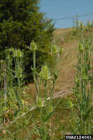 Image result for Dipsacus laciniatus