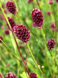 Attēlu rezultāti vaicājumam “Sanguisorba officinalis flower”