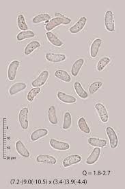 Attēlu rezultāti vaicājumam “Athelia arachnoidea”