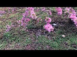 Attēlu rezultāti vaicājumam “Sedum pallidum leaf”