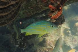 Image result for Haemulon sciurus