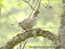 Attēlu rezultāti vaicājumam “Bonasa bonasia eggs”