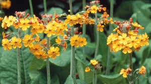 Attēlu rezultāti vaicājumam “Primulaceae”