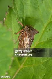 Attēlu rezultāti vaicājumam “Centrotus cornutus”