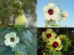 Attēlu rezultāti vaicājumam “Malvaceae”