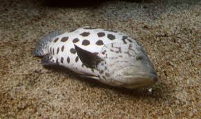 Image result for Epinephelus tukula