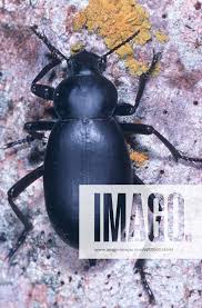 Attēlu rezultāti vaicājumam “Blaps mortisaga”