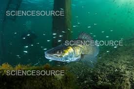 Image result for Sander lucioperca