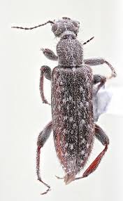 Attēlu rezultāti vaicājumam “Anthicidae”