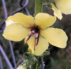 Attēlu rezultāti vaicājumam “Verbascum blattaria flower”