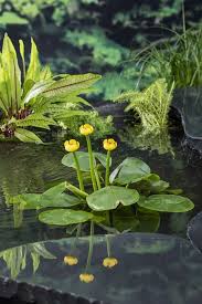 Attēlu rezultāti vaicājumam “Nuphar lutea flower”