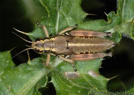 Attēlu rezultāti vaicājumam “Podisma pedestris”