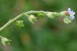 Attēlu rezultāti vaicājumam “Myosotis laxa subsp. baltica flower”