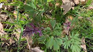 Attēlu rezultāti vaicājumam “Corydalis intermedia fruit”