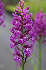 Attēlu rezultāti vaicājumam “Dactylorhiza maculata flower”