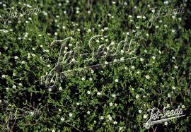 Attēlu rezultāti vaicājumam “Arenaria serpyllifolia flower”