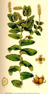 Attēlu rezultāti vaicājumam “Potamogeton perfoliatus fruit”