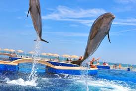 Image result for Adventure Dolphin