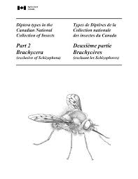 Attēlu rezultāti vaicājumam “Brachycera”