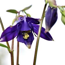 Image result for Aquilegia vulgaris