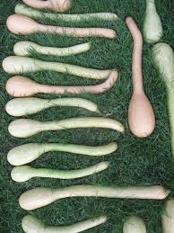 Image result for tromboncino