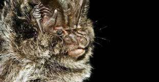 Attēlu rezultāti vaicājumam “Barbastella barbastellus”