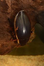 Attēlu rezultāti vaicājumam “Dytiscus dimidiatus”