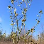 Attēlu rezultāti vaicājumam “Sisymbrium volgense flower”