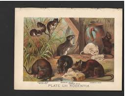 Attēlu rezultāti vaicājumam “Rodentia”