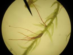 Attēlu rezultāti vaicājumam “Leptodictyum riparium sporophyte”