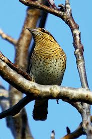 Attēlu rezultāti vaicājumam “Jynx torquilla adult”