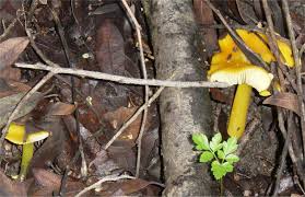 Attēlu rezultāti vaicājumam “Hygrocybe acutoconica”