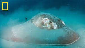 Image result for Megatrygon microps