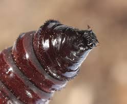 Attēlu rezultāti vaicājumam “Papestra biren”