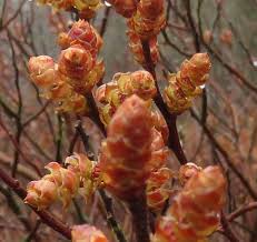 Attēlu rezultāti vaicājumam “Myrica gale bud”