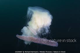 Image result for Phacellophora camtschatica