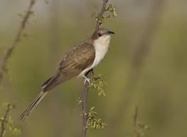 Image result for Coccyzus erythropthalmus