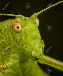 Attēlu rezultāti vaicājumam “Phaneroptera falcata”