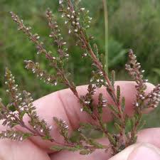 Attēlu rezultāti vaicājumam “Erica tetralix fruit”